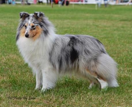 Milesend shelties hotsell