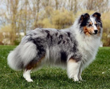 Tinkers shelties cheap