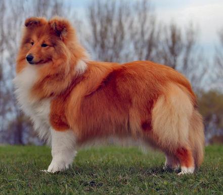 Pepperhill store shetland sheepdogs