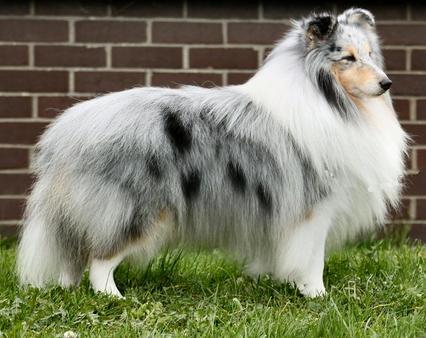 Tinkers shelties online