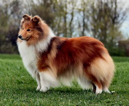 North sheltie best sale