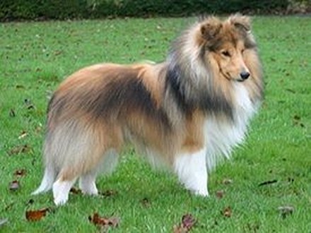 Oakcroft cheap shetland sheepdogs
