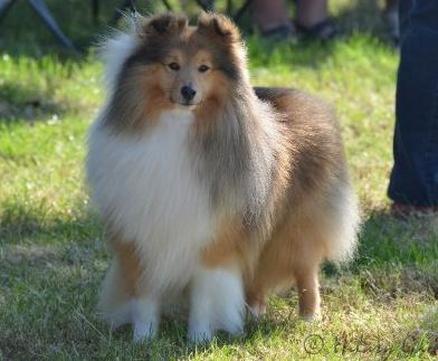 Pepperhill shelties top