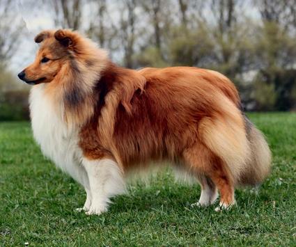 Pepperhill shelties sales