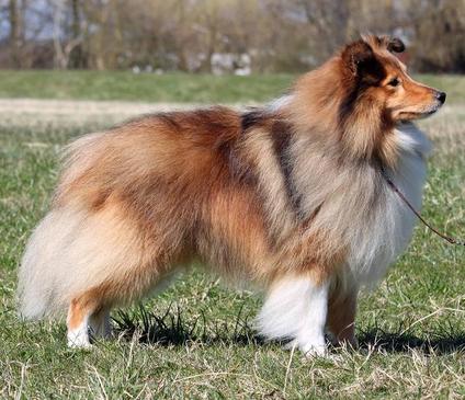Oakcroft shetland hot sale sheepdogs