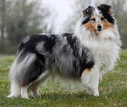 Milesend shelties on sale